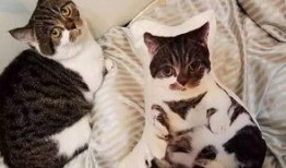 吃瓜娱乐酱抱枕猫,吃瓜娱乐酱带你领略萌宠魅力